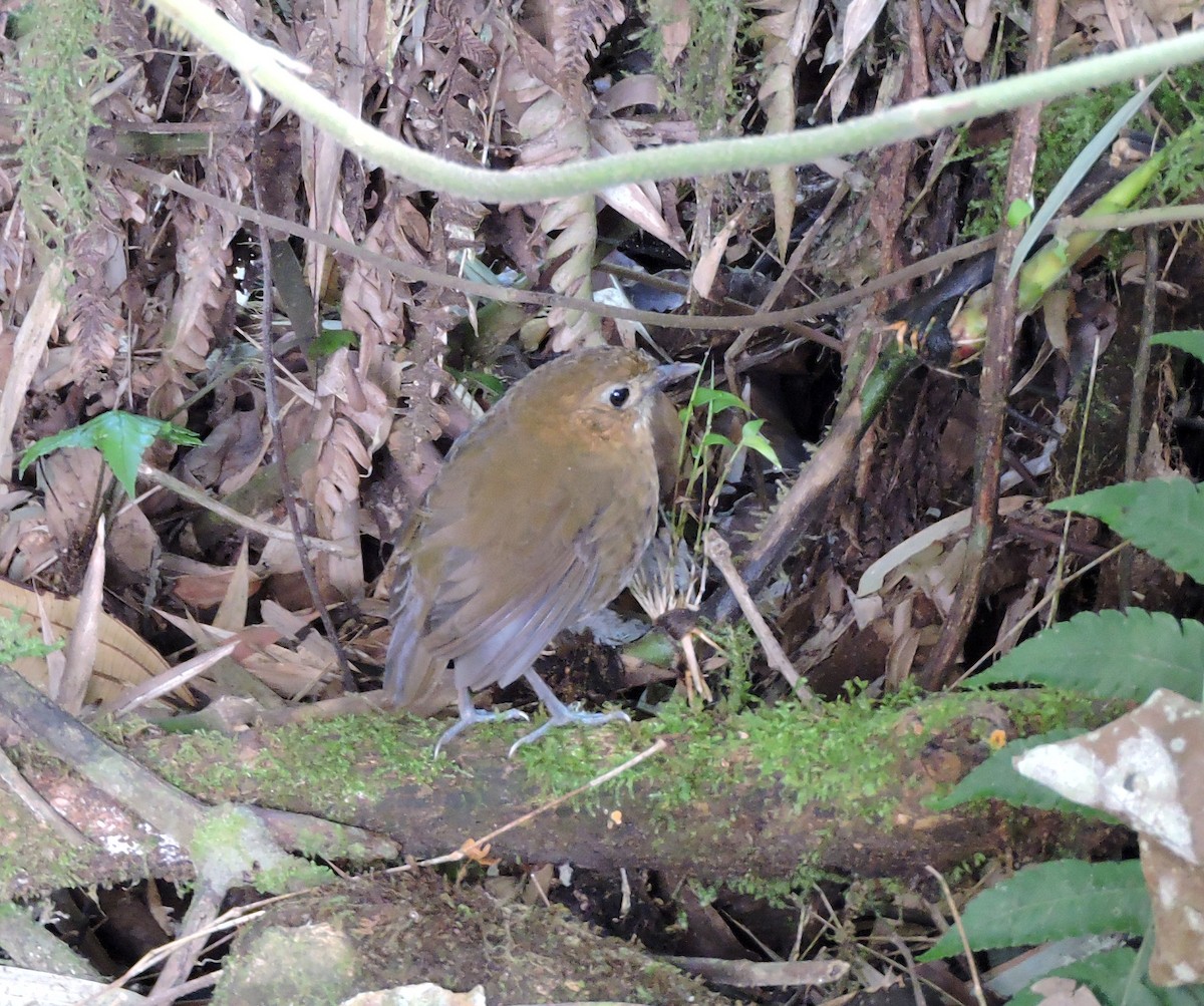 Brown-banded Antpitta - ML139581041