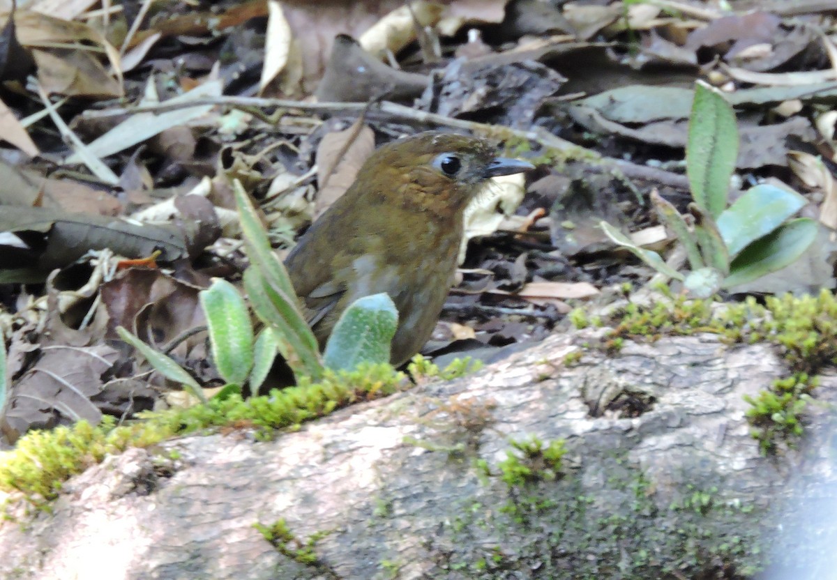 Brown-banded Antpitta - ML139581051