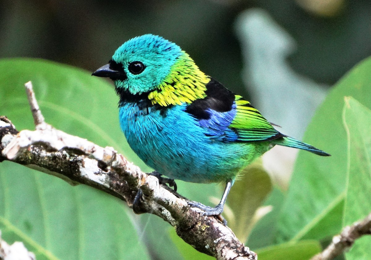 Green-headed Tanager - ML139581061