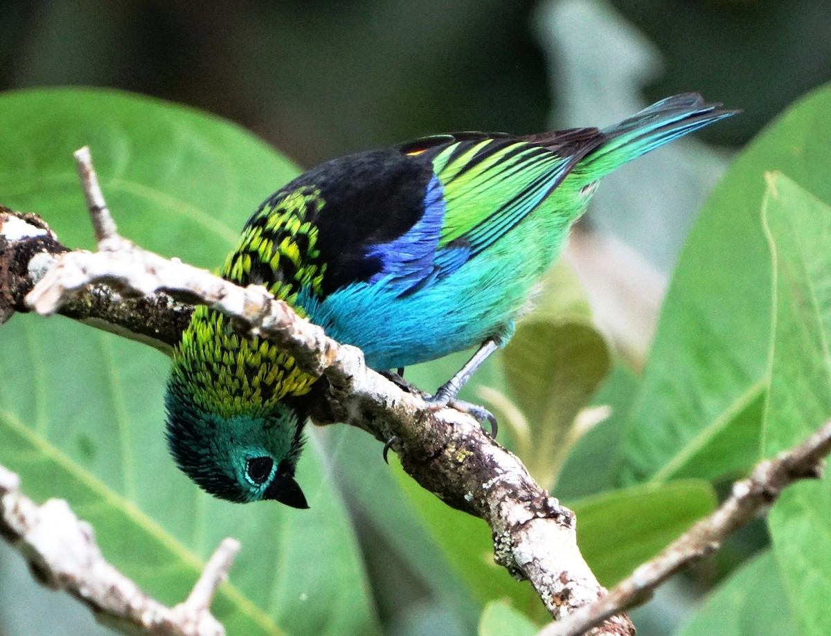 Green-headed Tanager - ML139581081