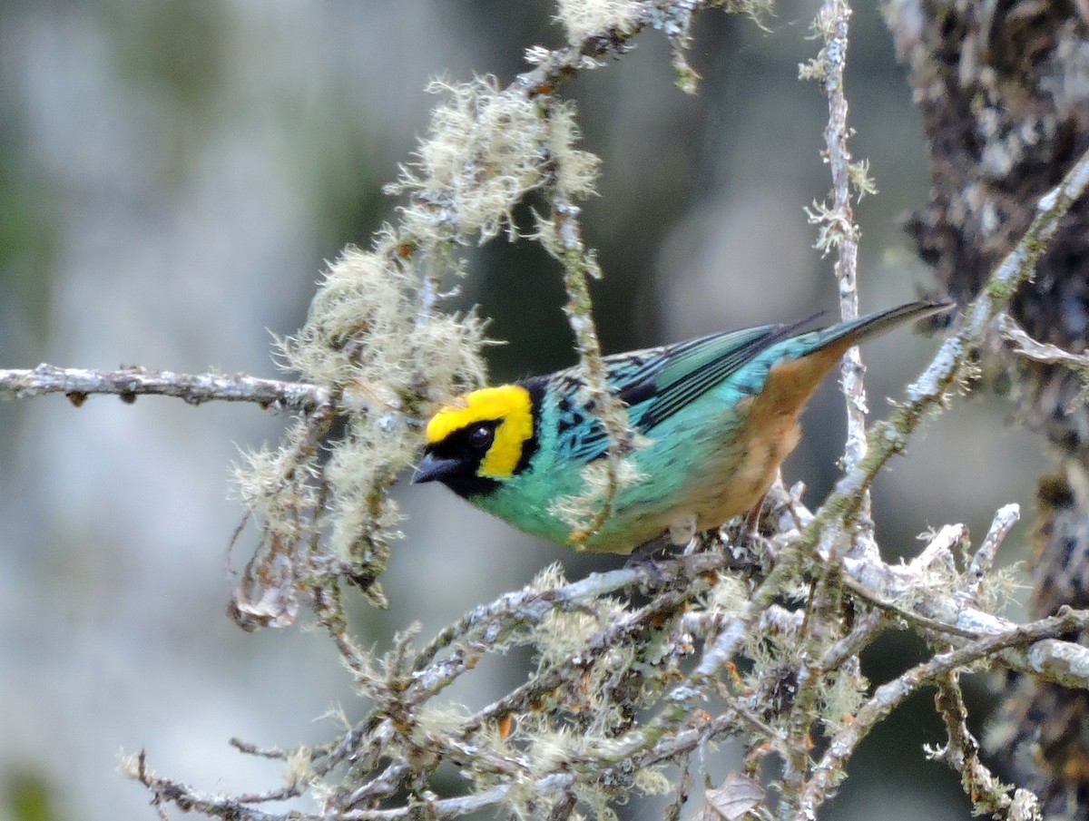 Saffron-crowned Tanager - ML139581111