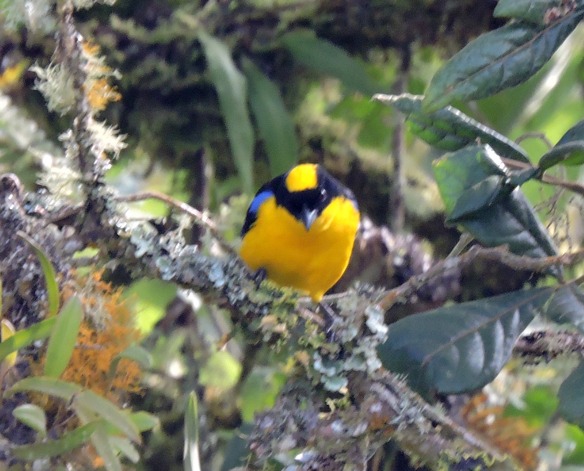 Blue-winged Mountain Tanager - ML139581131