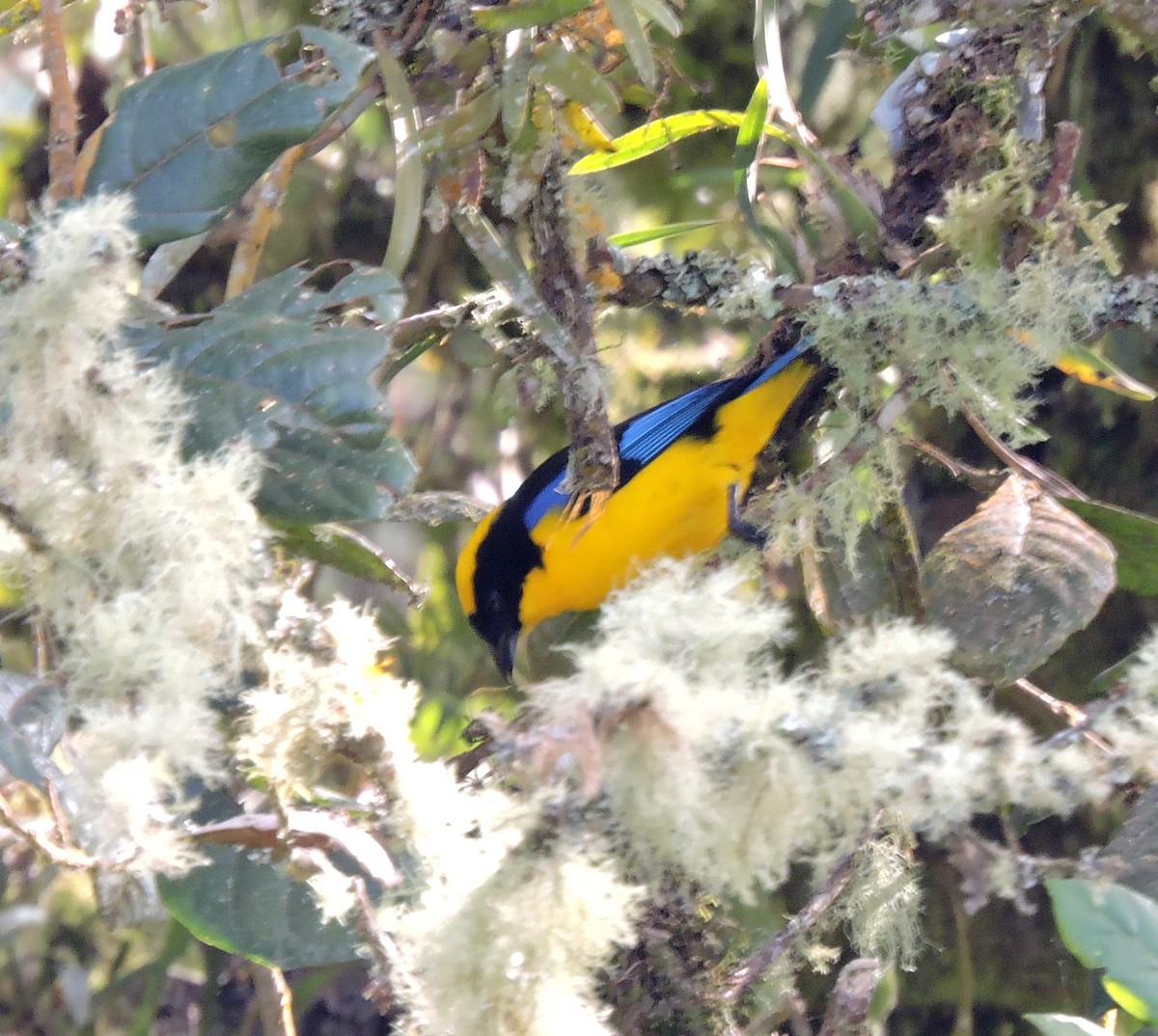 Blue-winged Mountain Tanager - ML139581141