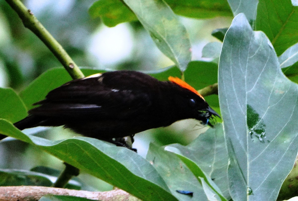 Flame-crested Tanager - ML139581551