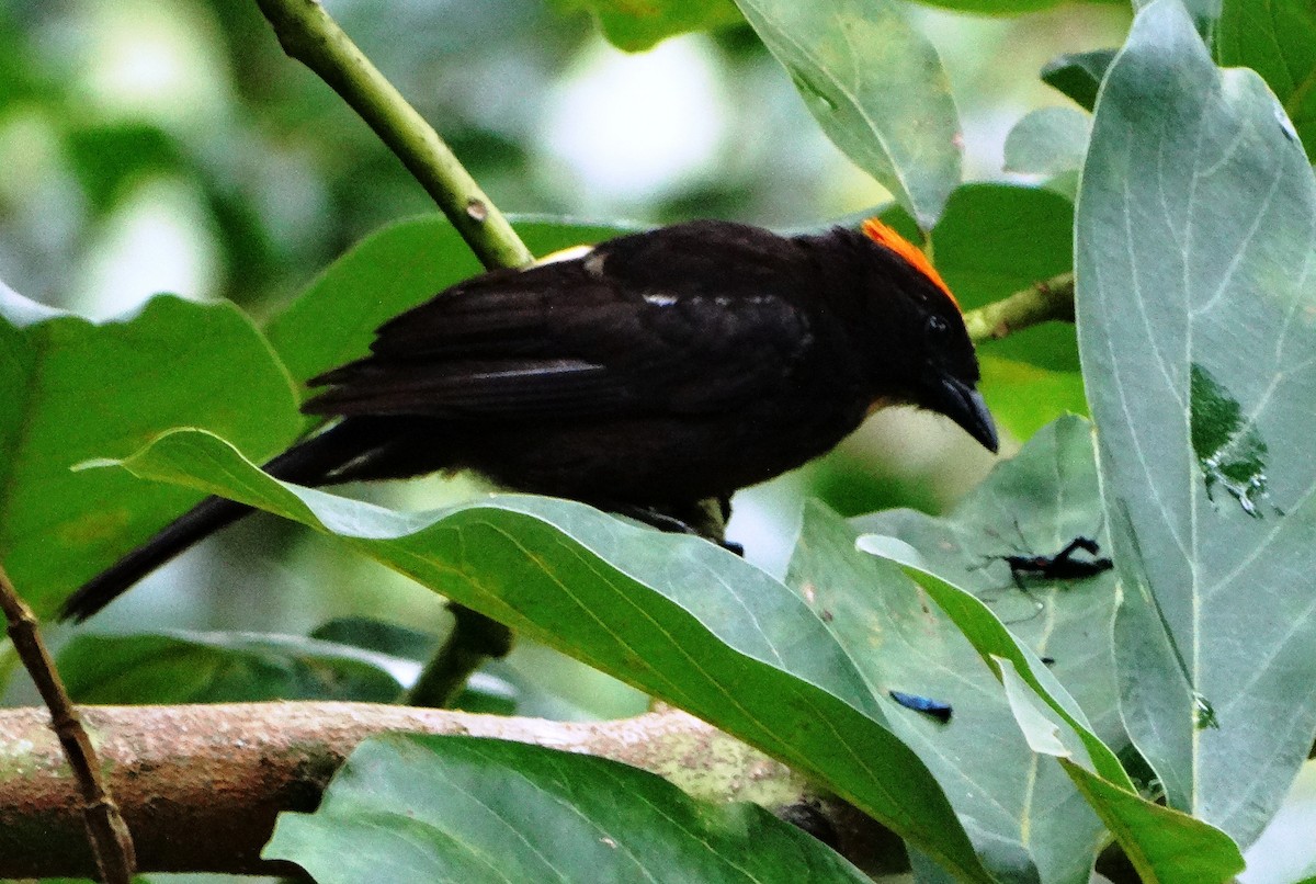 Flame-crested Tanager - ML139581571