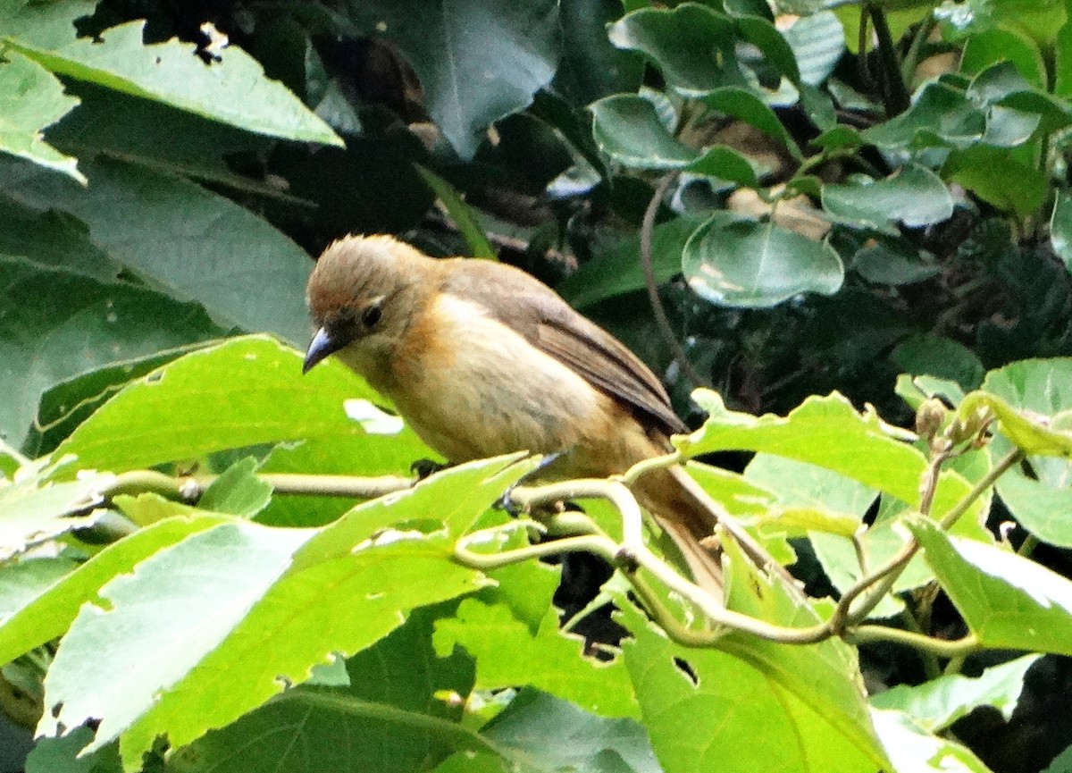 Flame-crested Tanager - ML139581591