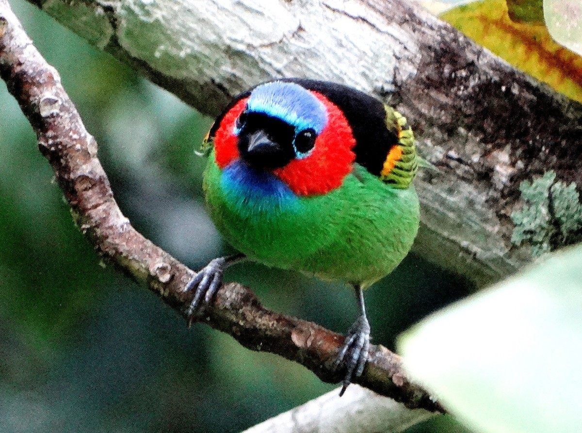 Red-necked Tanager - ML139581881