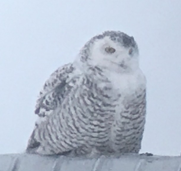 Snowy Owl - ML139582391