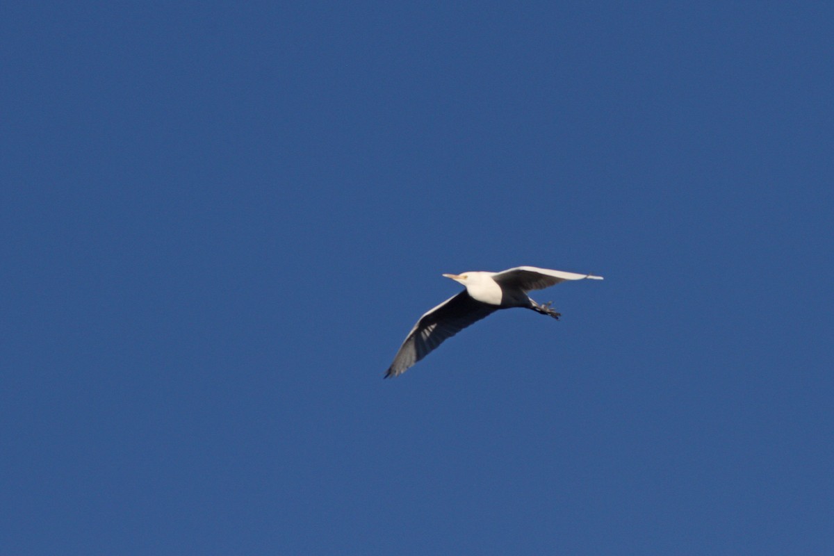 Чапля єгипетська (підвид ibis) - ML139583201