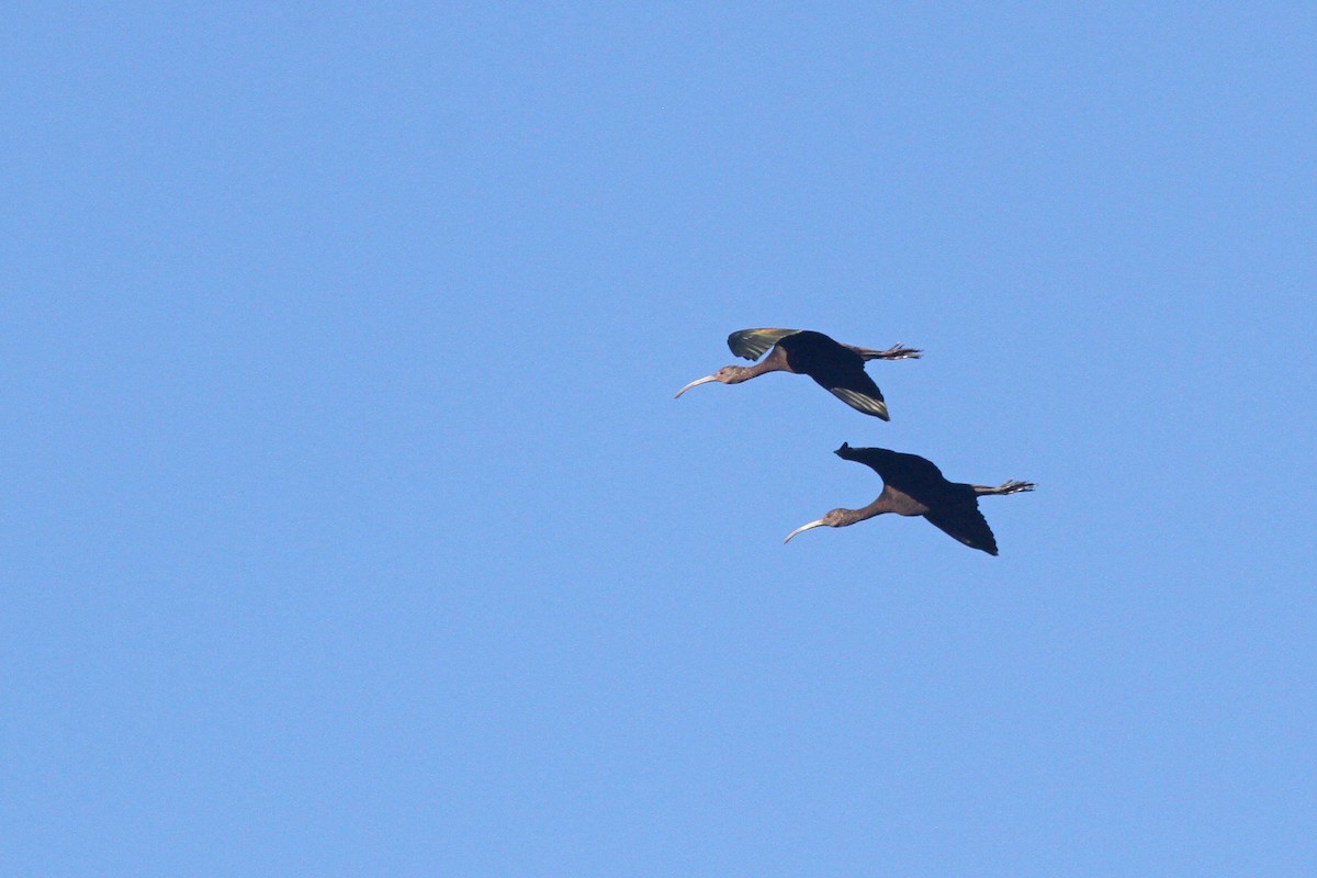 ibis americký - ML139583231