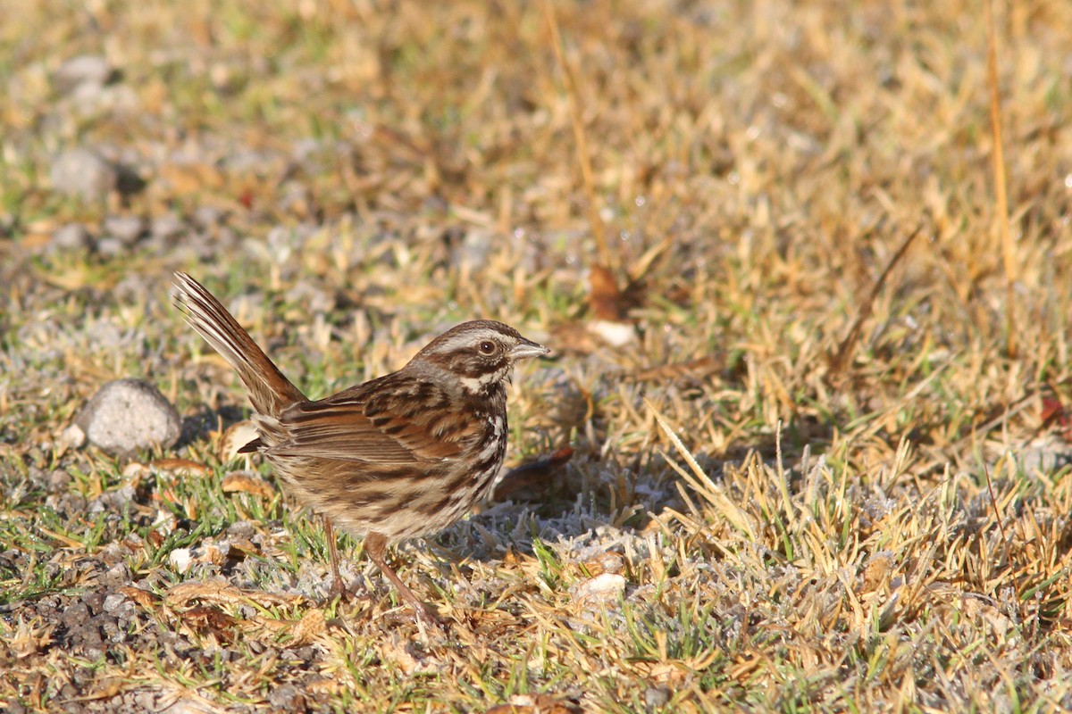 Song Sparrow (mexicana Group) - Larry Therrien