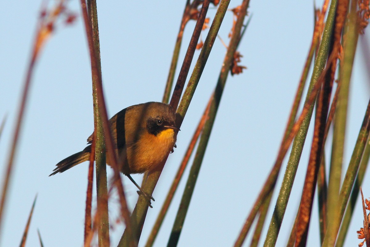 Black-polled Yellowthroat - Larry Therrien