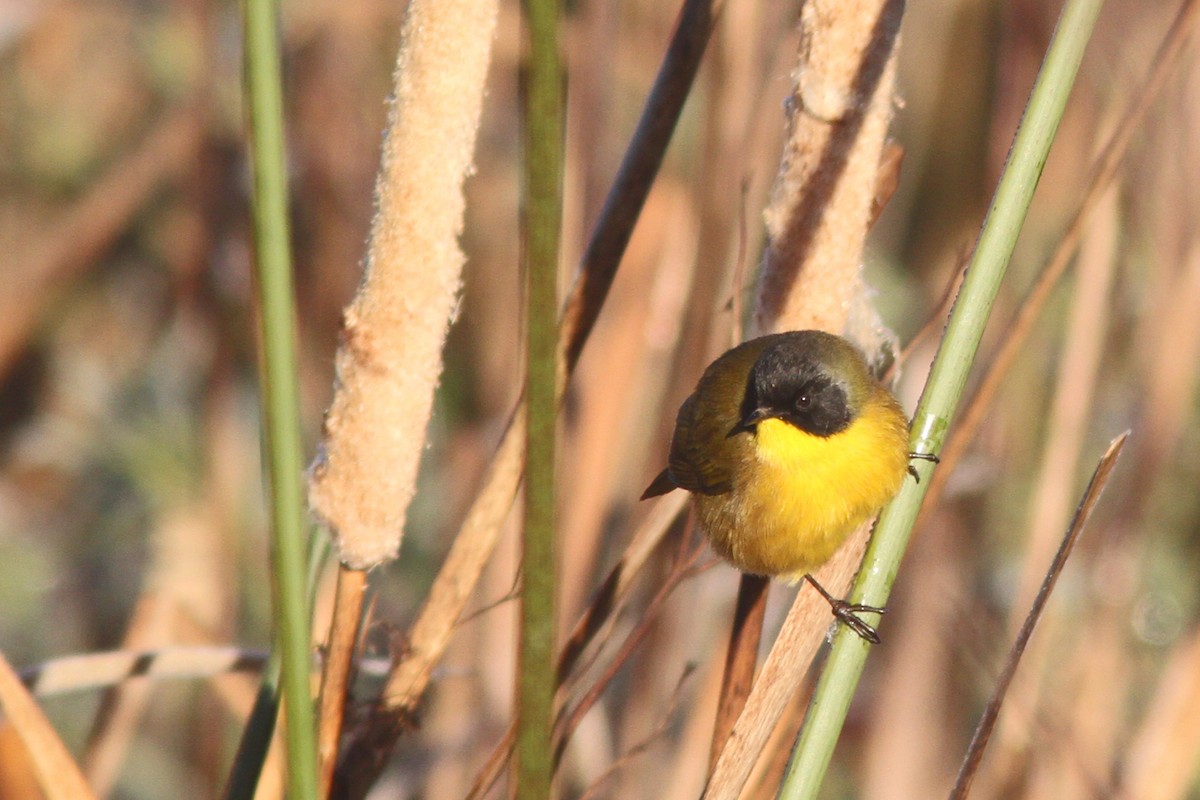 Black-polled Yellowthroat - Larry Therrien