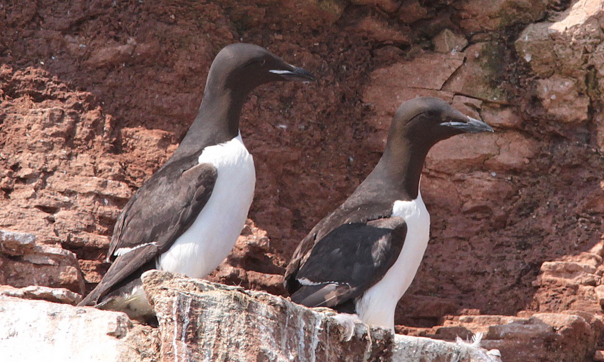 Thick-billed Murre - ML139583961
