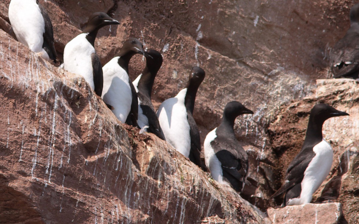 Thick-billed Murre - ML139583971