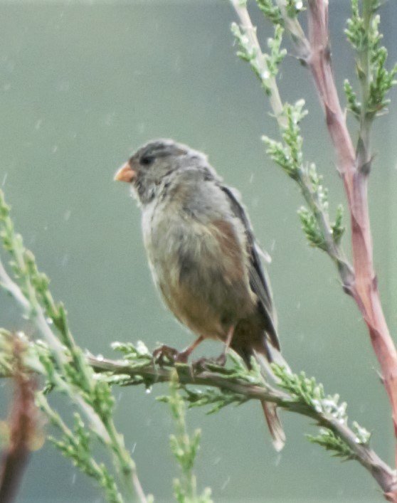 Plain-colored Seedeater - Sue Riffe
