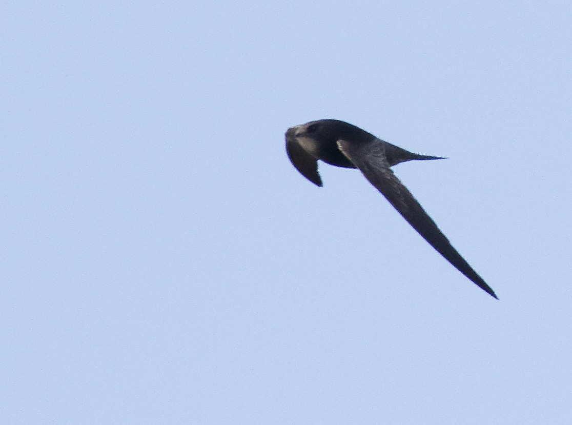 African Swift (African) - Dave Curtis
