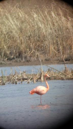 American Flamingo - ML139586271