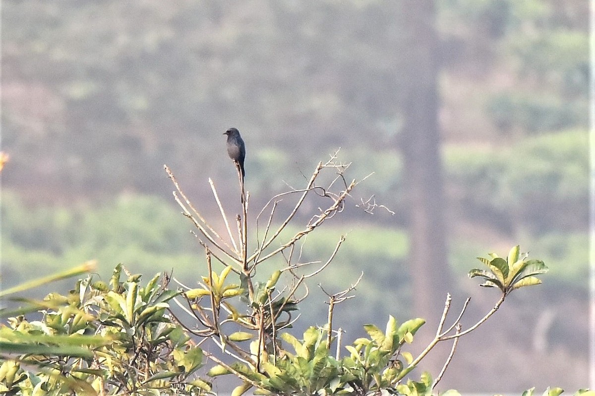 Greater Racket-tailed Drongo - ML139587191