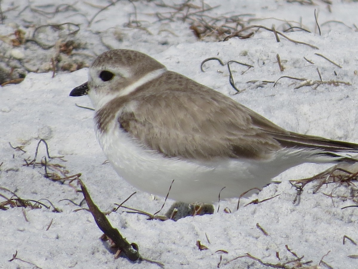 Piping Plover - Donald Fraser