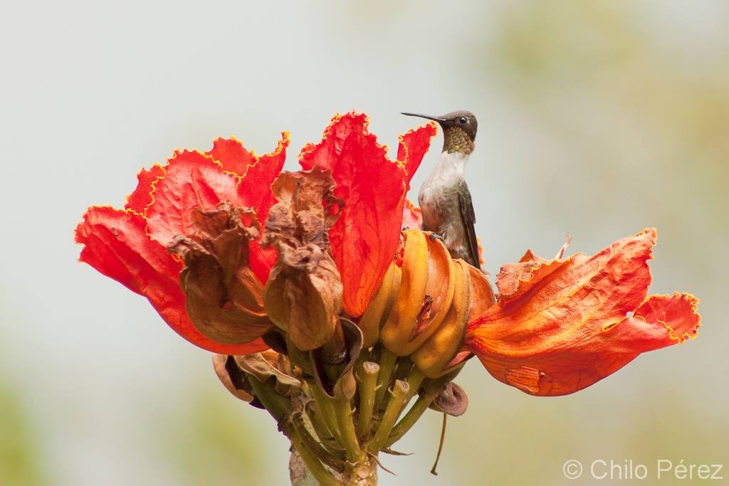 Ruby-throated Hummingbird - ML139587531