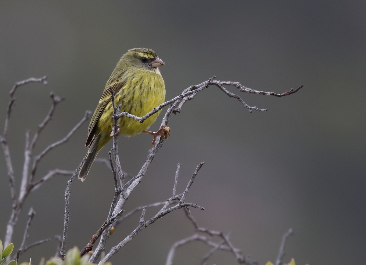 Forest Canary - Dave Curtis