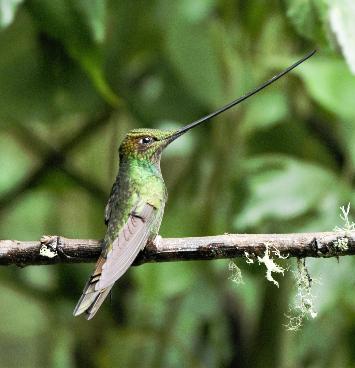 Sword-billed Hummingbird - ML139591191
