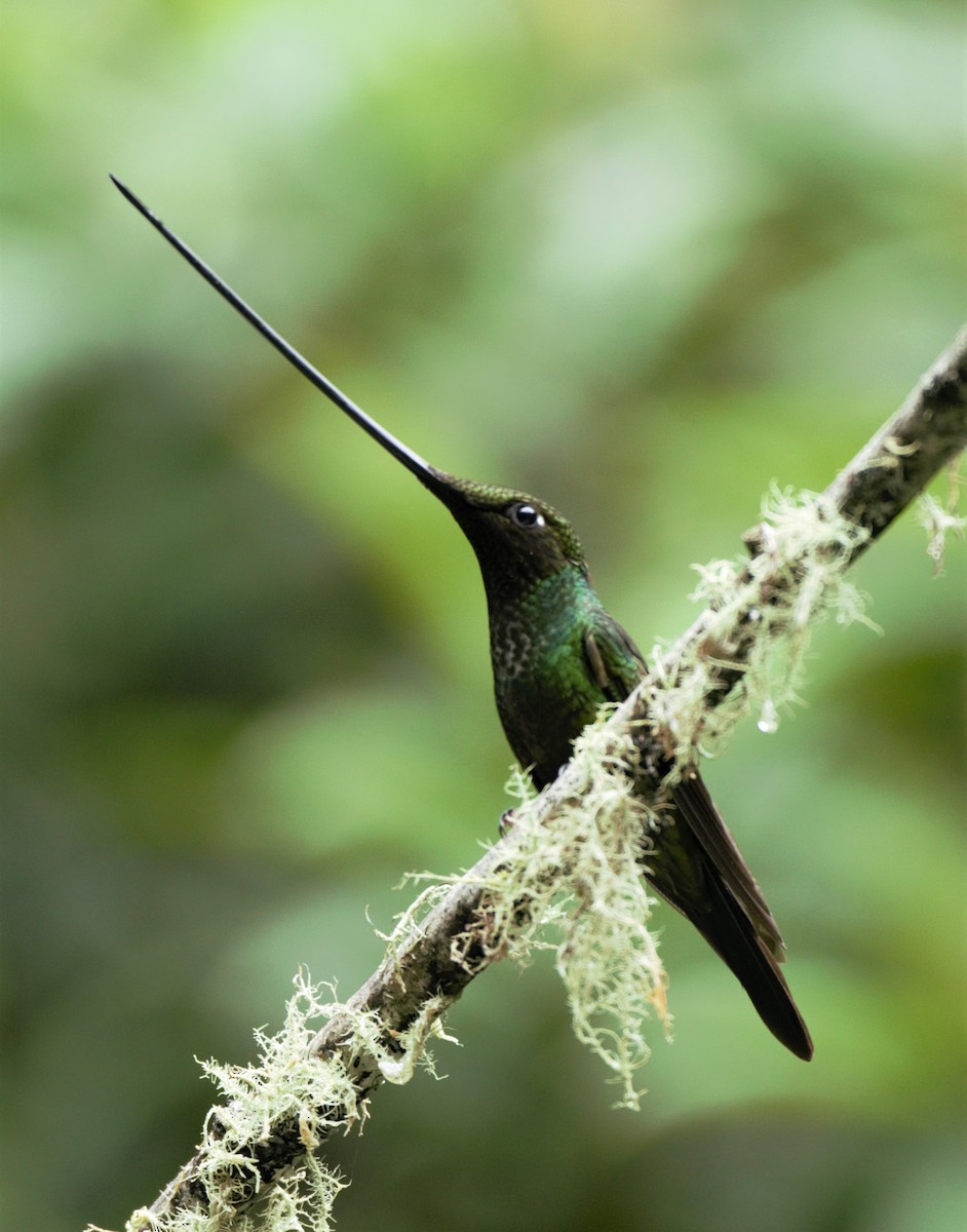 Sword-billed Hummingbird - Sue Riffe