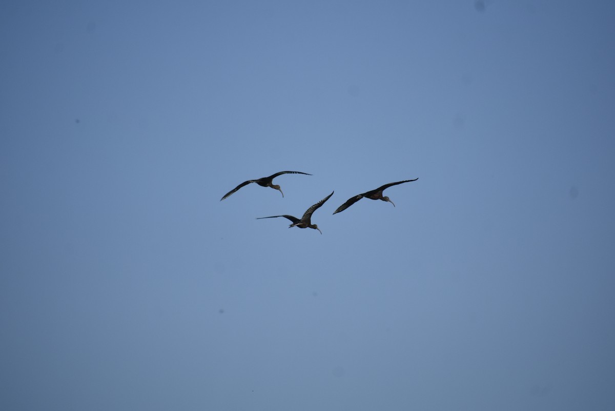 ibis hnědý - ML139592521