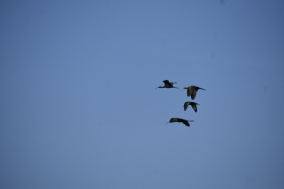 ibis hnědý - ML139592531
