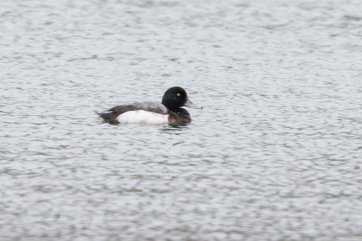 Greater Scaup - Brad Imhoff