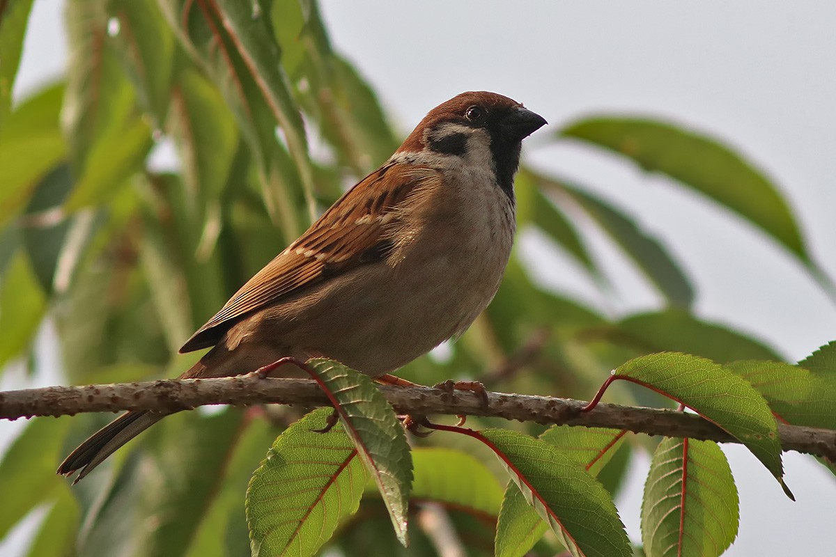 Eurasian Tree Sparrow - Samiran  Jha