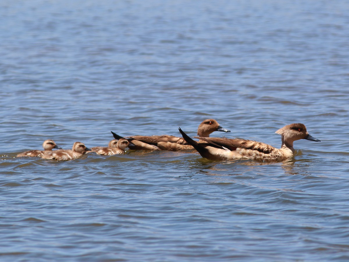 Crested Duck - ML139593771