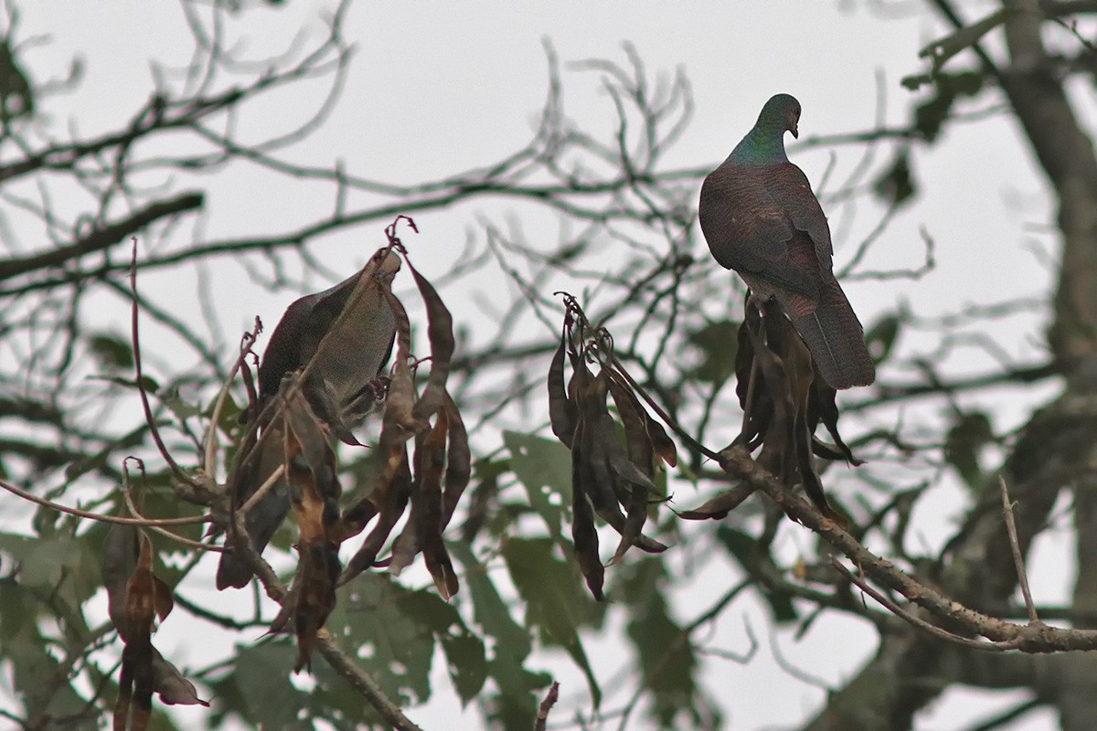 Barred Cuckoo-Dove - Samiran  Jha