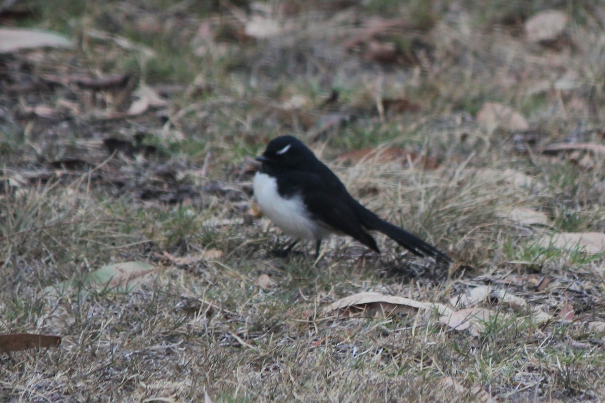 Willie-wagtail - Stephen  Kennedy