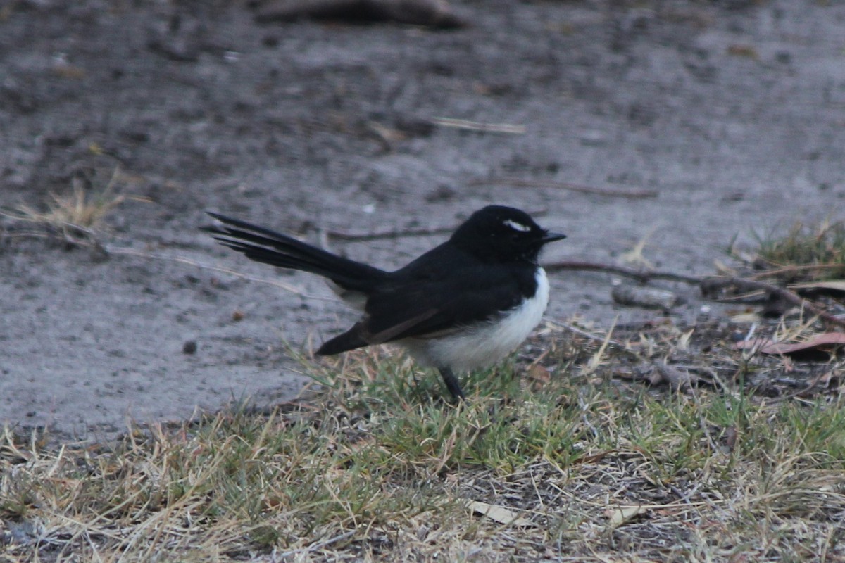 Willie-wagtail - ML139595641