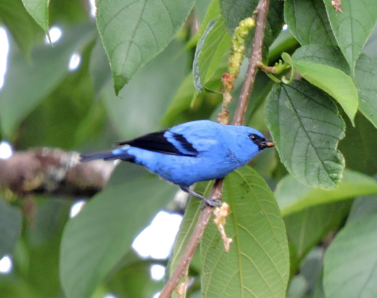 Blue-and-black Tanager - ML139597291