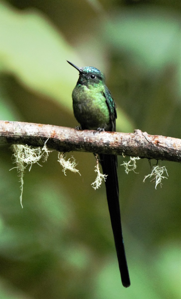 Long-tailed Sylph - ML139597881