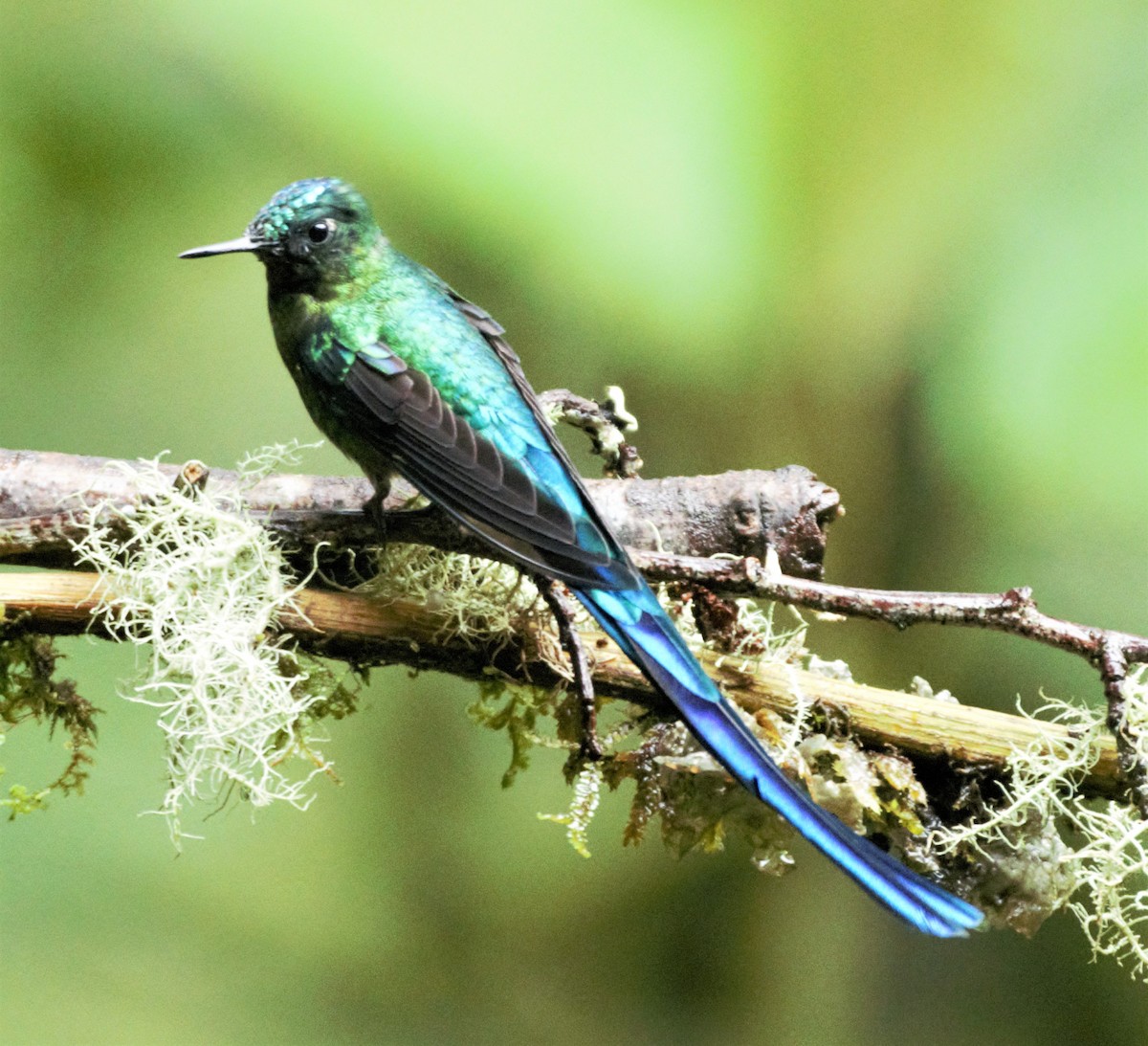 Long-tailed Sylph - ML139597891