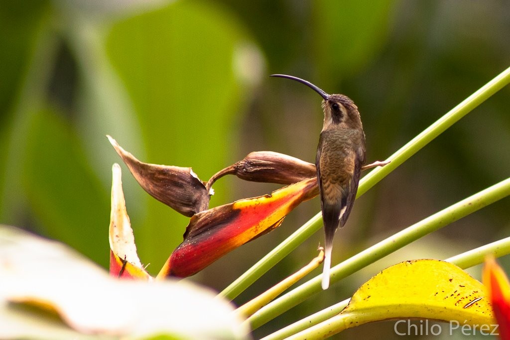 kolibřík tmavolící - ML139598191