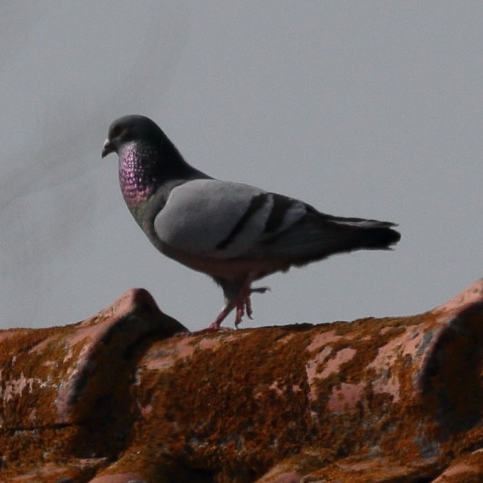 Rock Pigeon (Feral Pigeon) - ML139598301