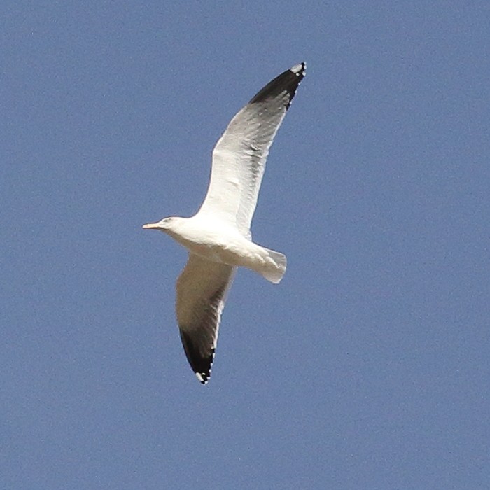 Lesser Black-backed Gull - Jaime Pires