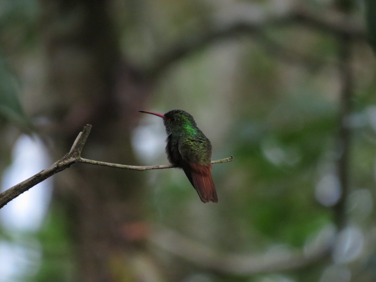 Rufous-tailed Hummingbird - Peter  Scott