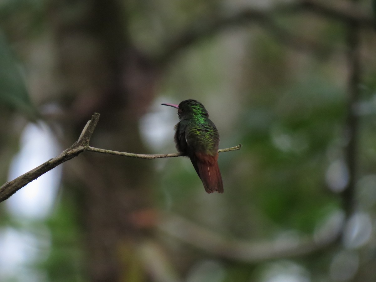 Rufous-tailed Hummingbird - Peter  Scott