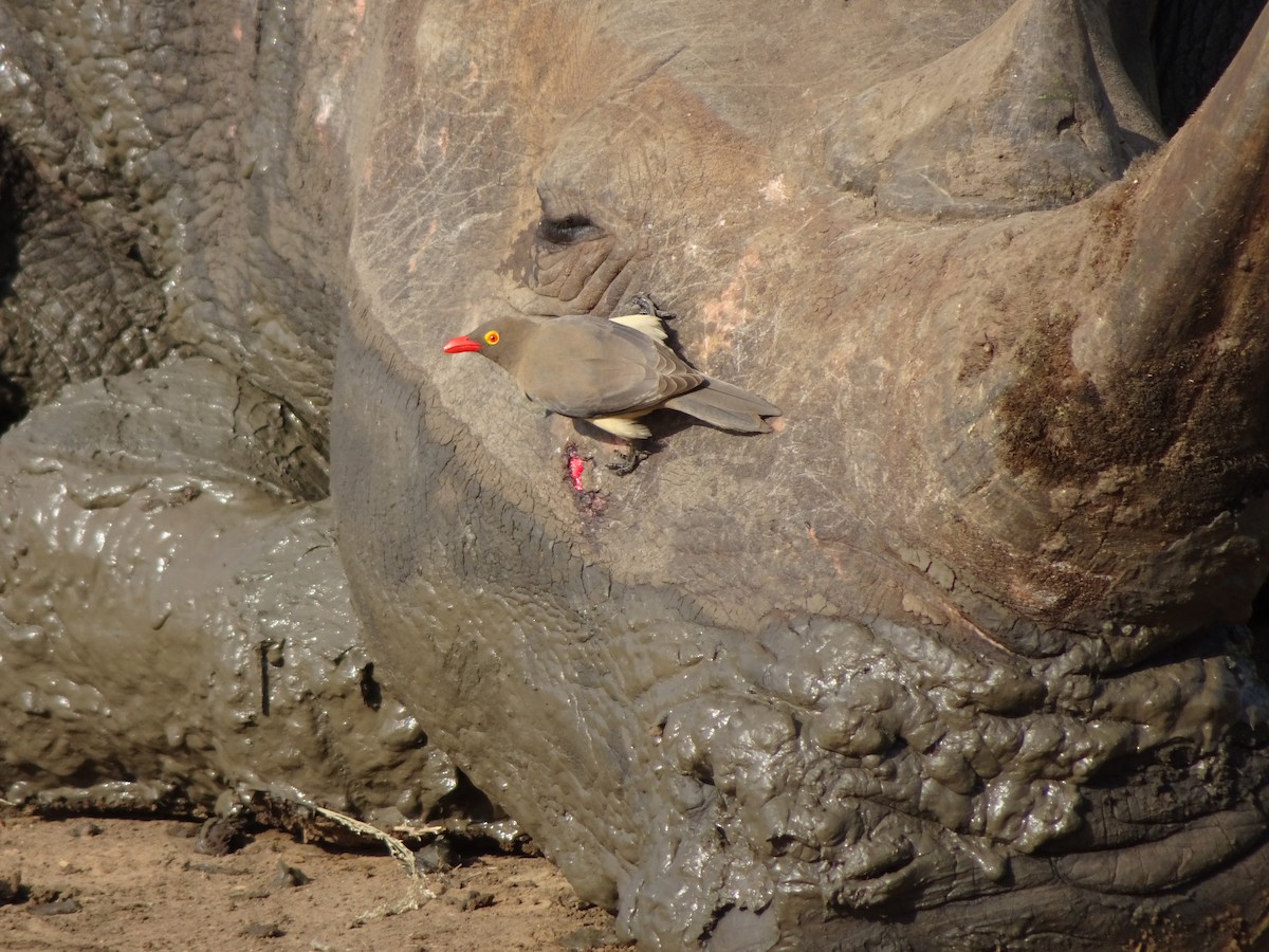 Red-billed Oxpecker - ML139599361