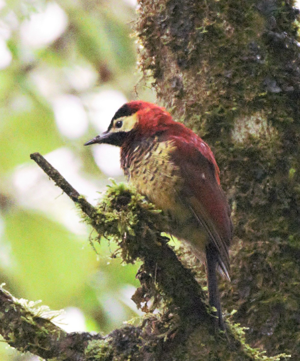 Crimson-mantled Woodpecker - ML139599681