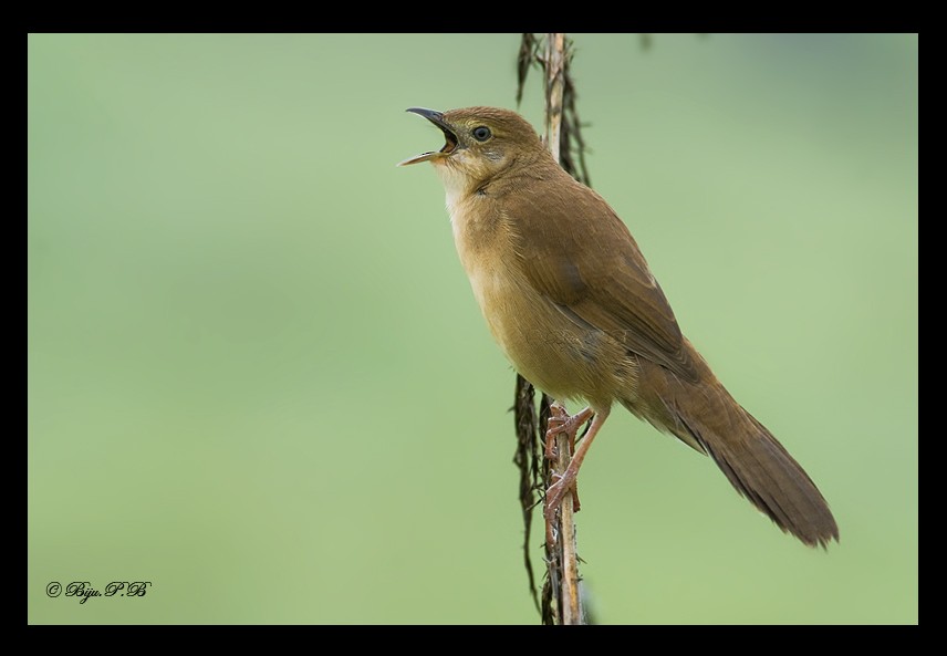Broad-tailed Grassbird - Biju PB