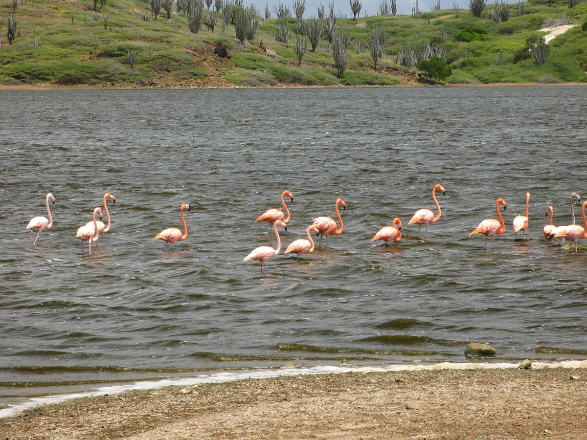 American Flamingo - terence zahner