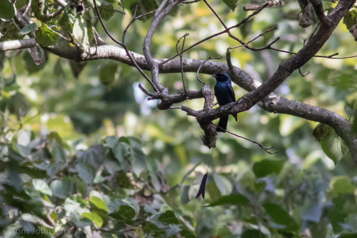 Lesser Racket-tailed Drongo - ML139602371