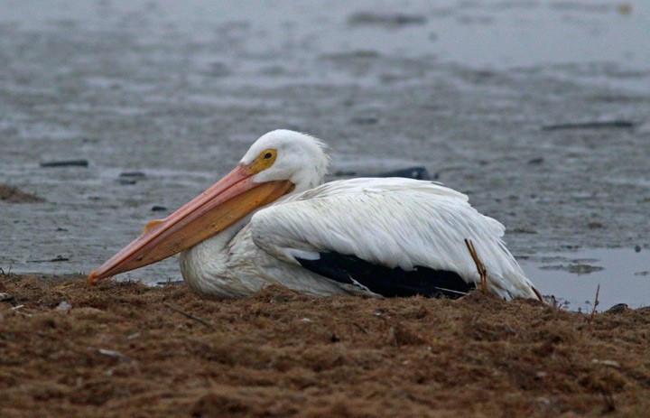 pelikán severoamerický - ML139603941